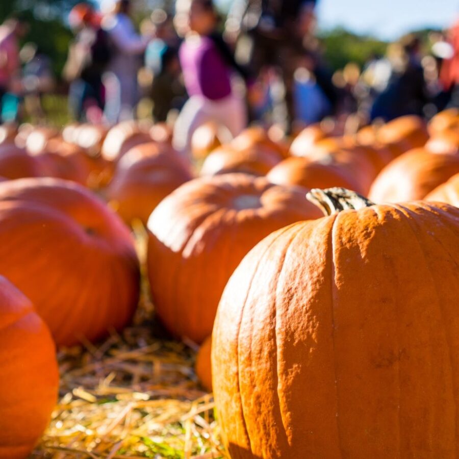 Halloween At Apley | 26th-31st October | Old - No Times