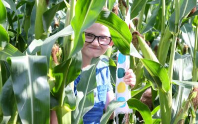 Maize Maze |  Coming to Apley this Summer